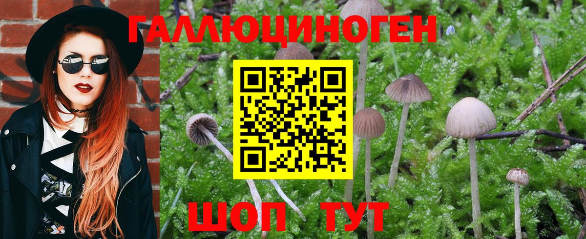 Псилоцибиновые грибы ЛСД Гай